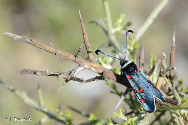 <i>Zygaena lavandulae</i> (Esper, 1783) © J. Touroult