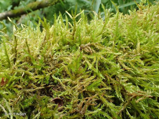 <i>Lescuraea mutabilis</i> (Brid.) Lindb. ex I.Hagen © H. TINGUY