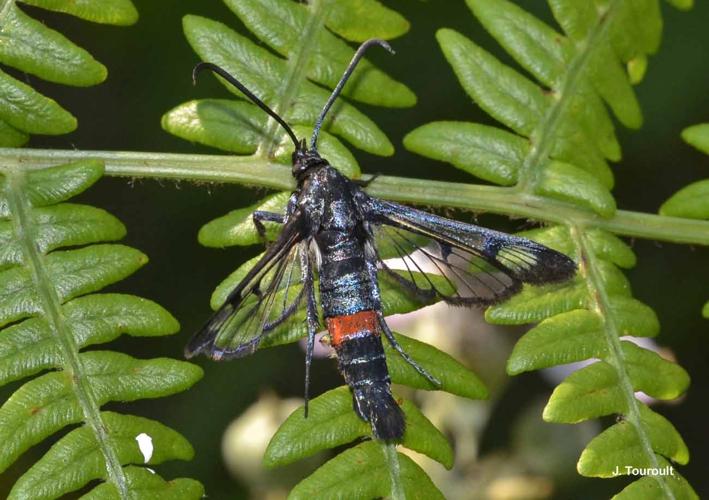 <i>Synanthedon myopaeformis</i> (Borkhausen, 1789) © J. Touroult