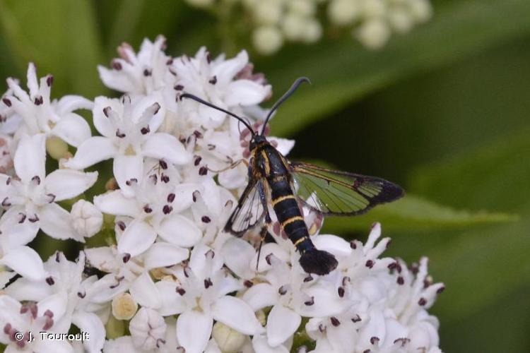 <i>Synanthedon spuleri</i> (Fuchs, 1908) © J. Touroult