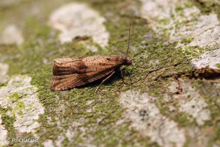 <i>Celypha striana</i> (Denis & Schiffermüller, 1775) © P. Chatard