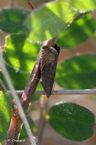 <i>Grapholita gemmiferana</i> Treitschke, 1835 © P. Chatard