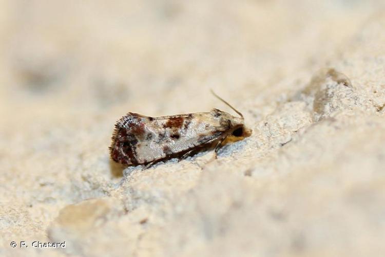 <i>Cochylis hybridella</i> (Hübner, 1813) © P. Chatard