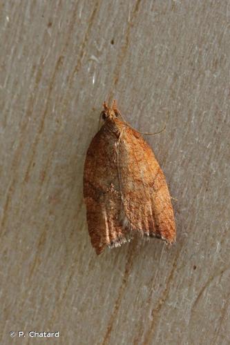 <i>Acleris rhombana</i> (Denis & Schiffermüller, 1775) © P. Chatard