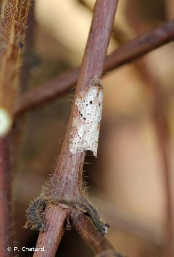 <i>Acleris schalleriana</i> (Linnaeus, 1761) © P. Chatard