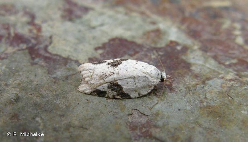 <i>Acleris kochiella</i> (Goeze, 1783) © F. Michalke