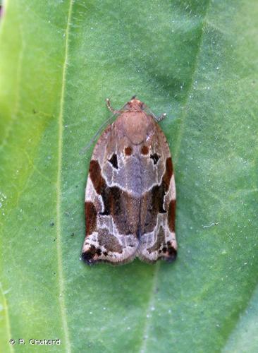 <i>Archips xylosteana</i> (Linnaeus, 1758) © P. Chatard