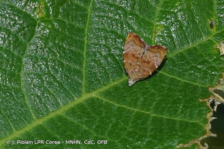 <i>Choreutis nemorana</i> (Hübner, 1799) © J. Piolain LPR Corse - MNHN, CdC, OFB