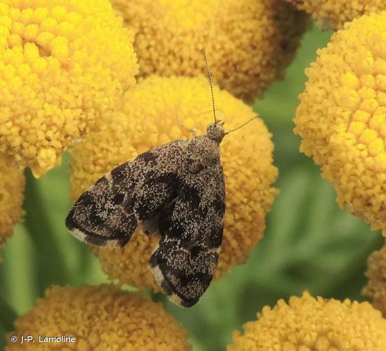 <i>Anthophila fabriciana</i> (Linnaeus, 1767) © J-P. Lamoline