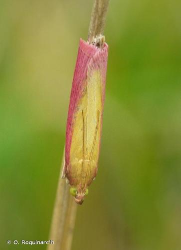 <i>Oncocera semirubella</i> (Scopoli, 1763) © O. Roquinarc'h