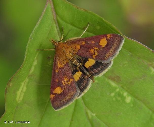 <i>Pyrausta aurata</i> (Scopoli, 1763) © J-P. Lamoline