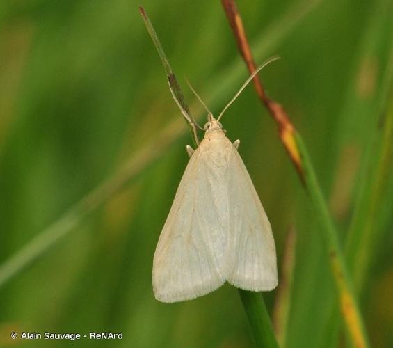 <i>Udea austriacalis</i> (Herrich-Schäffer, 1851) © Alain Sauvage - ReNArd