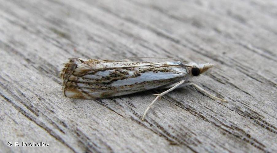 <i>Catoptria falsella</i> (Denis & Schiffermüller, 1775) © F. Michalke