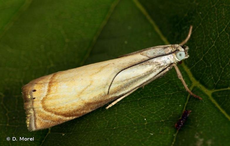 <i>Chrysoteuchia culmella</i> (Linnaeus, 1758) © D. Morel