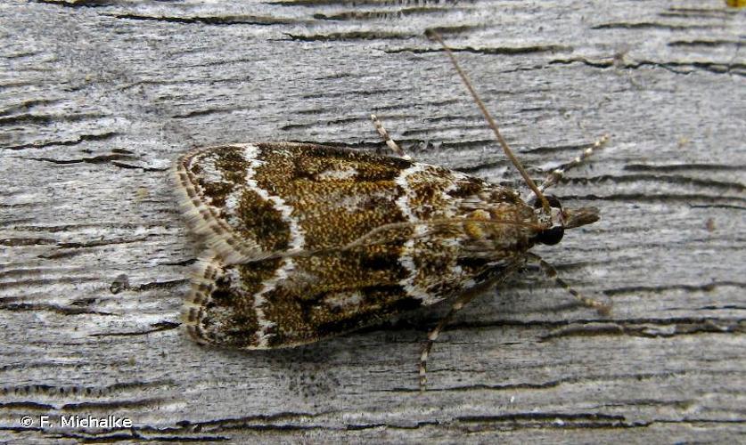 <i>Eudonia mercurella</i> (Linnaeus, 1758) © F. Michalke