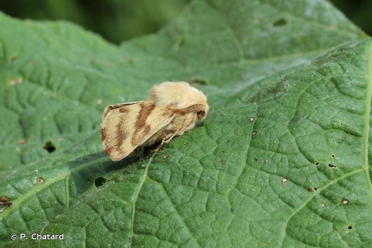 <i>Malacosoma castrense</i> (Linnaeus, 1758) © P. Chatard