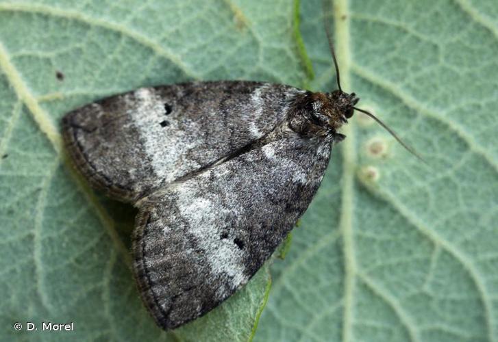 <i>Ochropacha duplaris</i> (Linnaeus, 1761) © D. Morel