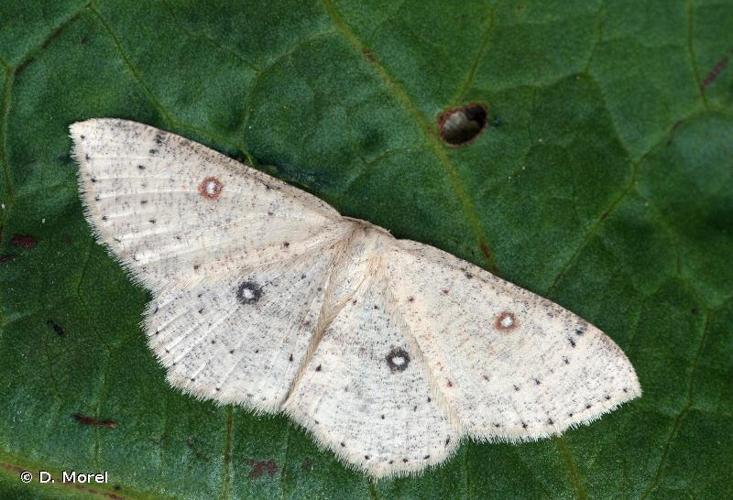 <i>Cyclophora albipunctata</i> (Hufnagel, 1767) © D. Morel