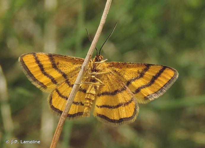 <i>Idaea aureolaria</i> (Denis & Schiffermüller, 1775) © J-P. Lamoline