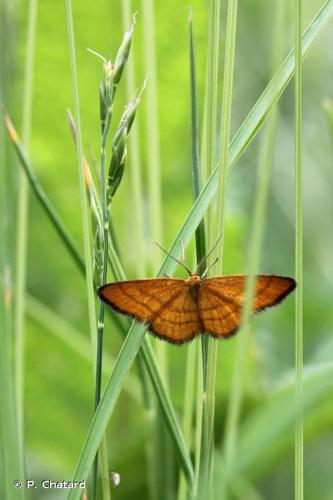 <i>Idaea flaveolaria</i> (Hübner, 1809) © P. Chatard