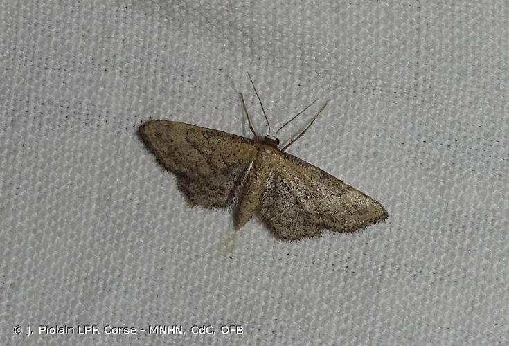 <i>Idaea infirmaria</i> (Rambur, 1833) © J. Piolain LPR Corse - MNHN, CdC, OFB