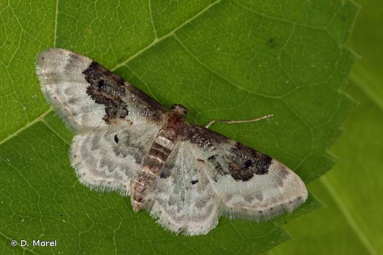 <i>Idaea rusticata</i> (Denis & Schiffermüller, 1775) © D. Morel