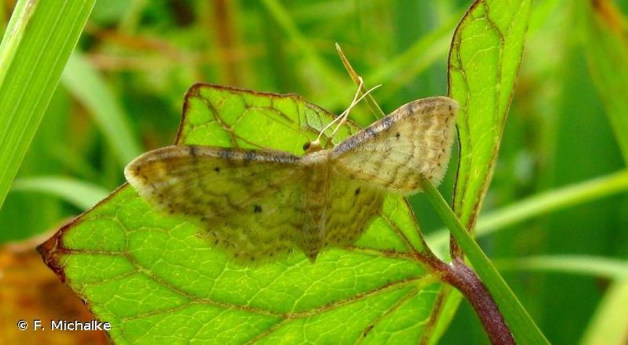 <i>Idaea fuscovenosa</i> (Goeze, 1781) © F. Michalke