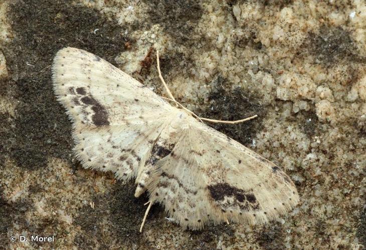 <i>Idaea dimidiata</i> (Hufnagel, 1767) © D. Morel