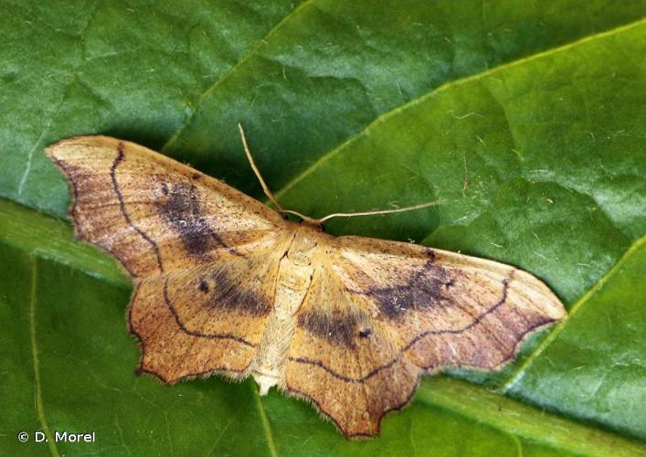 <i>Idaea emarginata</i> (Linnaeus, 1758) © D. Morel