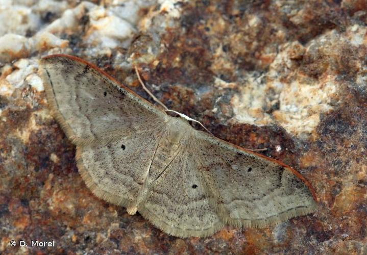 <i>Idaea degeneraria</i> (Hübner, 1799) © D. Morel