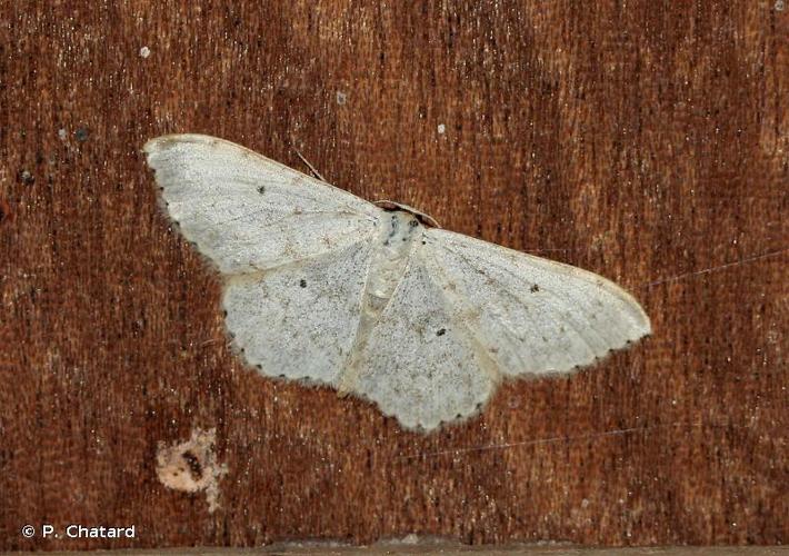 <i>Scopula marginepunctata</i> (Goeze, 1781) © P. Chatard