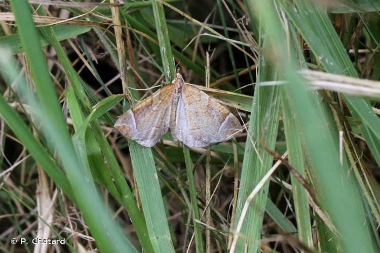 <i>Eulithis testata</i> (Linnaeus, 1761) © P. Chatard