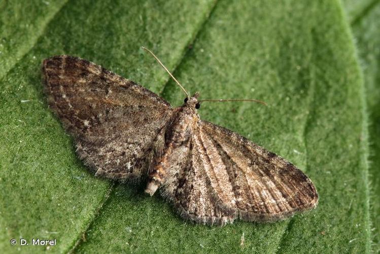 <i>Eupithecia tripunctaria</i> Herrich-Schäffer, 1852 © D. Morel