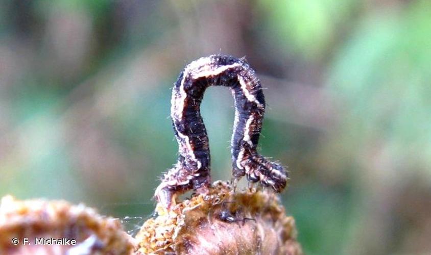 <i>Eupithecia virgaureata</i> Doubleday, 1861 © F. Michalke