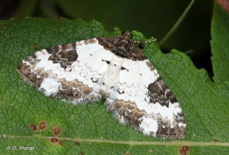 <i>Melanthia procellata</i> (Denis & Schiffermüller, 1775) © D. Morel