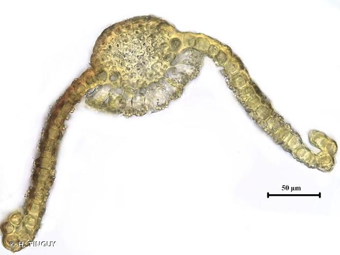 <i>Tortula atrovirens</i> (Sm.) Lindb., 1864 © H. TINGUY