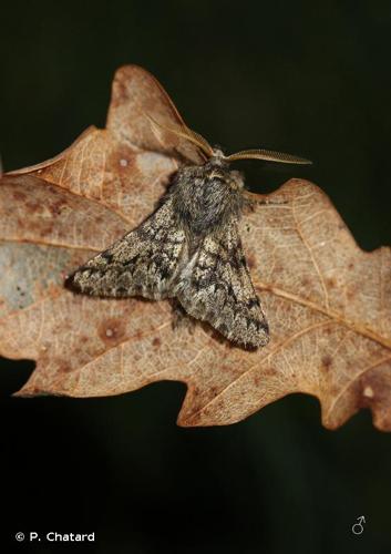 <i>Apocheima hispidaria</i> (Denis & Schiffermüller, 1775) © P. Chatard