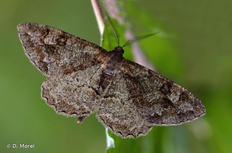 <i>Alcis repandata</i> (Linnaeus, 1758) © D. Morel