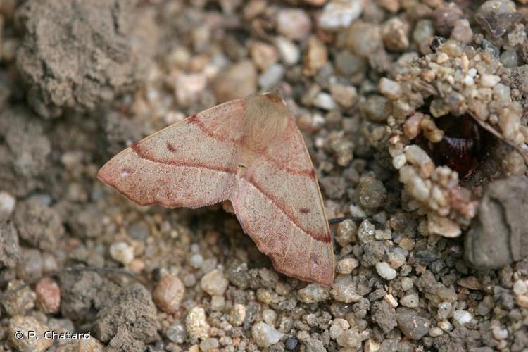 <i>Colotois pennaria</i> (Linnaeus, 1761) © P. Chatard