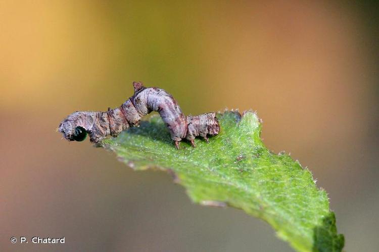 <i>Opisthograptis luteolata</i> (Linnaeus, 1758) © P. Chatard