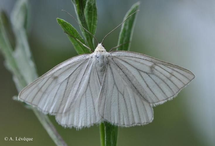 <i>Siona lineata</i> (Scopoli, 1763) © A. Lévêque