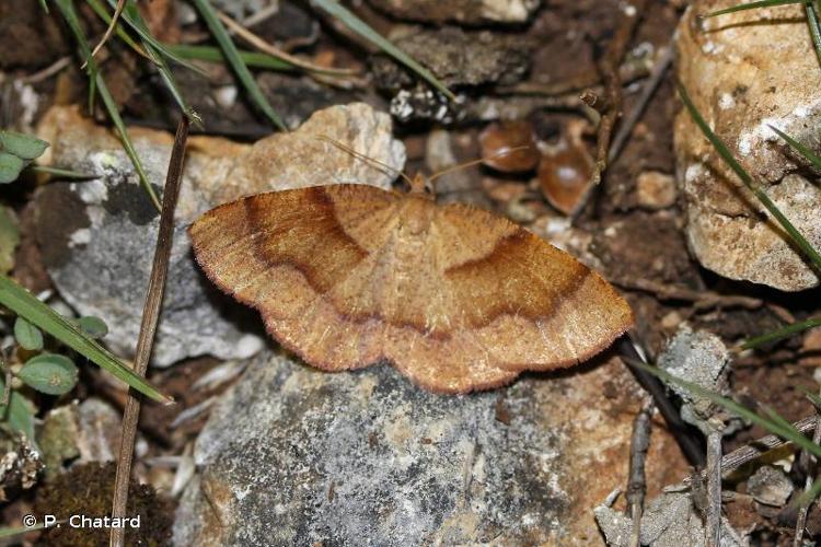 <i>Plagodis pulveraria</i> (Linnaeus, 1758) © P. Chatard