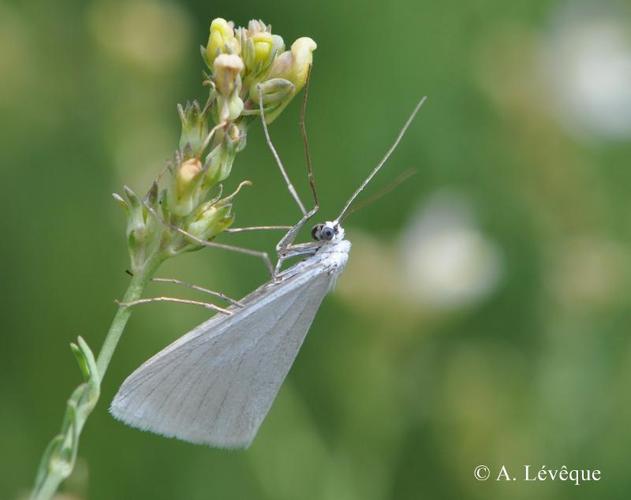 <i>Gypsochroa renitidata</i> (Hübner, 1817) © A. Lévêque