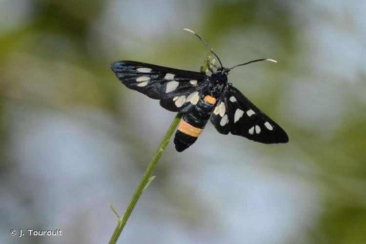 <i>Amata phegea</i> (Linnaeus, 1758) © J. Touroult