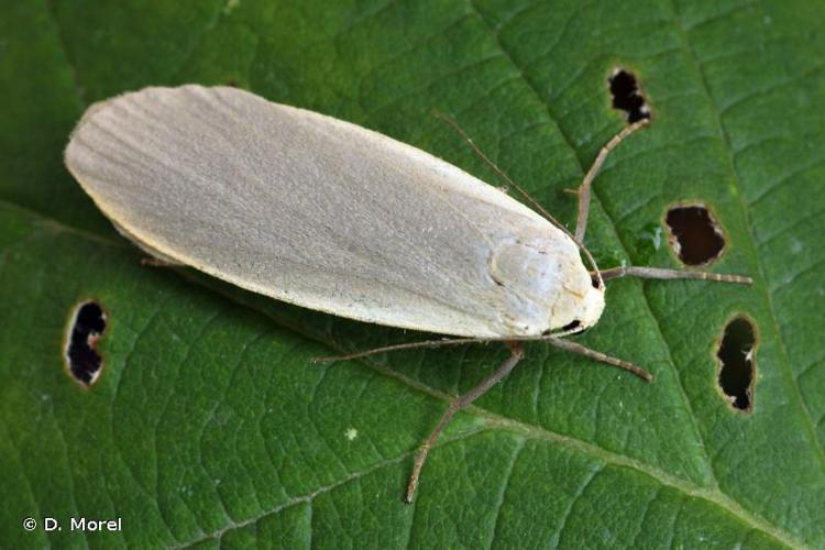 <i>Collita griseola</i> (Hübner, 1803) © D. Morel