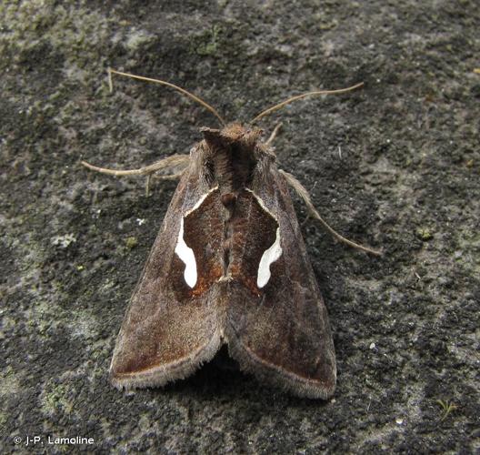 <i>Macdunnoughia confusa</i> (Stephens, 1850) © J-P. Lamoline