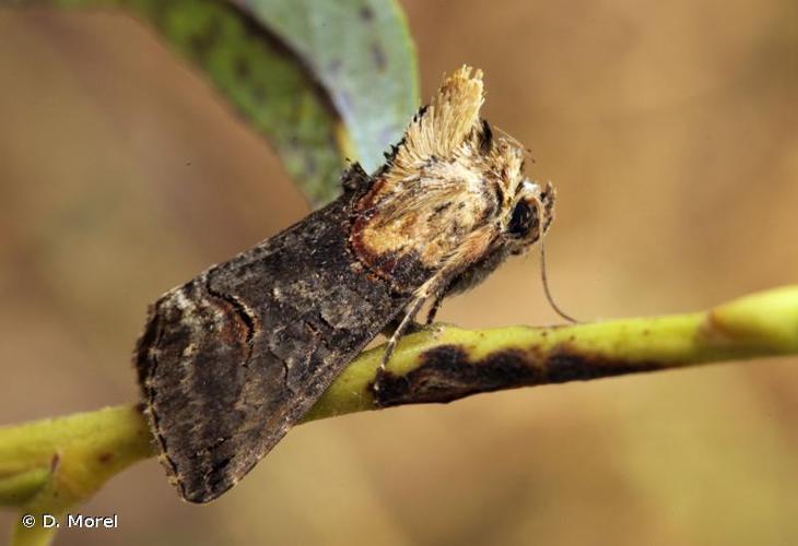 <i>Abrostola triplasia</i> (Linnaeus, 1758) © D. Morel