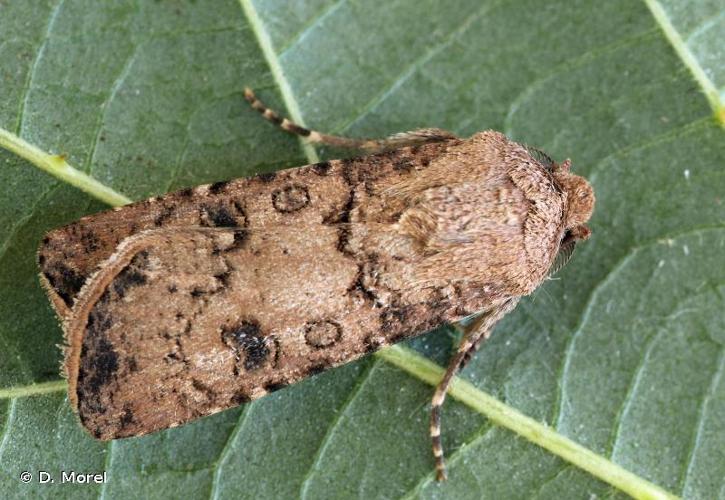 <i>Agrotis segetum</i> (Denis & Schiffermüller, 1775) © D. Morel