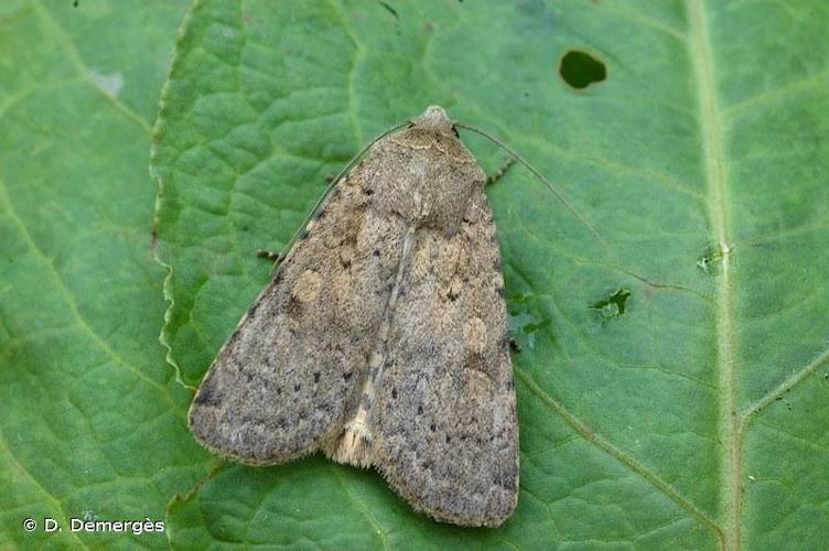 <i>Rhyacia simulans</i> (Hufnagel, 1766) © D. Demergès