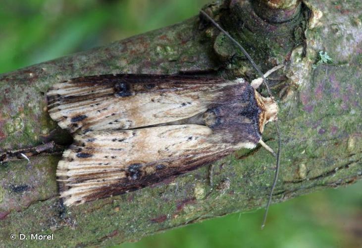 <i>Axylia putris</i> (Linnaeus, 1761) © D. Morel